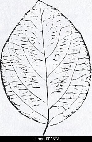 . Area di Concord alberi e arbusti. La botanica; gli alberi, arbusti. SNOWBERRY. Si prega di notare che queste immagini vengono estratte dalla pagina sottoposta a scansione di immagini che possono essere state migliorate digitalmente per la leggibilità - Colorazione e aspetto di queste illustrazioni potrebbero non perfettamente assomigliano al lavoro originale. Angelo, Ray, 1948-; Angelo, Ray, 1948-. Cambridge, Mass. : Concord Stazione Campo, museo di zoologia comparativa, Harvard University Foto Stock