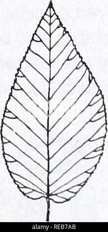 . Area di Concord alberi e arbusti. La botanica; gli alberi, arbusti. Nero Betula betulla lenta corteccia marrone scuro, di solito non peeling, solcato quando è maturo. Rotture di ramoscelli molto wintergreen frag- rant. Per la maggior parte ricca e ben drenato (dryish) legni. Comune. YELLOW BIRCH Betula alleghaniensis giovane corteccia- giallastro o grigio-argento (spesso monotono) e alla pelatura. Rotture di ramoscelli alquanto wintergreen fragrante. Ricca di boschi umidi o paludi. Raro.. Fiume nero betulla &AMP; Yellow Birch 29. Si prega di notare che queste immagini vengono estratte dalla pagina sottoposta a scansione di immagini che possono essere state migliorate digitalmente per la leggibilità - colorazione e appea Foto Stock