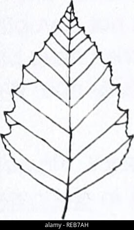 . Area di Concord alberi e arbusti. La botanica; gli alberi, arbusti. Nero Betula betulla lenta corteccia marrone scuro, di solito non peeling, solcato quando è maturo. Rotture di ramoscelli molto wintergreen frag- rant. Per la maggior parte ricca e ben drenato (dryish) legni. Comune. YELLOW BIRCH Betula alleghaniensis giovane corteccia- giallastro o grigio-argento (spesso monotono) e alla pelatura. Rotture di ramoscelli alquanto wintergreen fragrante. Ricca di boschi umidi o paludi. Raro.. Si prega di notare che queste immagini vengono estratte dalla pagina sottoposta a scansione di immagini che possono essere state migliorate digitalmente per la leggibilità - Colorazione e aspetto di queste illustrazioni potrebbero non perf Foto Stock