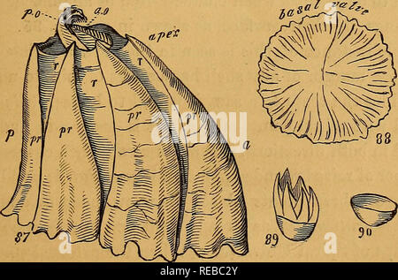 . Un manuale di conchological. I serbatoi. Introduzione, 41 compongono l'ordine sessili Cirripedes di Lamark; essi sono costituiti da una serie di valvole poste contro ogni altro fianco a fianco in un cerchio, supportato su una piastra o un tubo, o coppa, e chiusa da un opercolo composto da due o più valvole. Il supporto hasal talvolta è spessa e piana, formando a volte ah tubo allungato, e talvolta scavata in una coppa. In altre specie è del tutto insoddisfacente. L'oper- culum consiste sempre di più di un pezzo, generalmente di due coppie: essi sono articolati fra loro mediante bordi seghettati e luogo Foto Stock