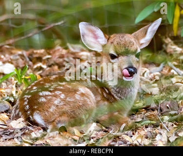 Bambi poggia - una giovane fulvo si prende una pausa da foraggio. Sonoma County, California, Stati Uniti d'America Foto Stock