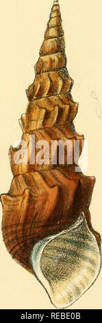 . Indiche Conchologia, essendo le illustrazioni della terra e i serbatoi di acqua dolce di India britannica. [1860-1876]. Molluschi e conchiglie.  -6' G.B.Sbwerby.deletlith.. L.Ri9-ve&amp;:0?Pul)Li3lLers.5.H:eniietta,S?CoV6nt VmeeELtBrooks giardino,giorno&amp; Sonlmp. 7ii5â".^Â"rmi.S. -Tltjra.vwlAa.u.  * Hâr-i :â. Si prega di notare che queste immagini vengono estratte dalla pagina sottoposta a scansione di immagini che possono essere state migliorate digitalmente per la leggibilità - Colorazione e aspetto di queste illustrazioni potrebbero non perfettamente assomigliano al lavoro originale. Hanley, Sylvanus Charles Thorp, 1819-1899; Teobaldo, W. (William), 1829-1908. Londra Foto Stock