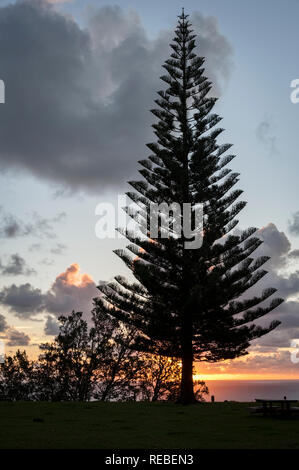 Norfolk Pine stagliano contro un Cielo di tramonto, Norfolk Island in Australia Foto Stock