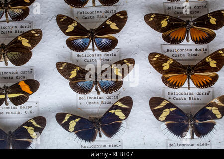 Una collezione entomologica che mostra elevata intraspecific morfologiche variazione tra Heliconius farfalle. Con etiquettes. Foto Stock