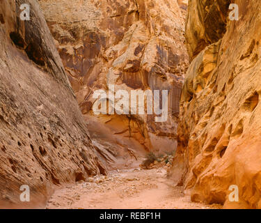 Stati Uniti d'America, Utah, parco nazionale di Capitol Reef, numerose piccole aperture chiamato waterpockets sono visibili nelle pareti di pietra arenaria di Grand Washington. Foto Stock