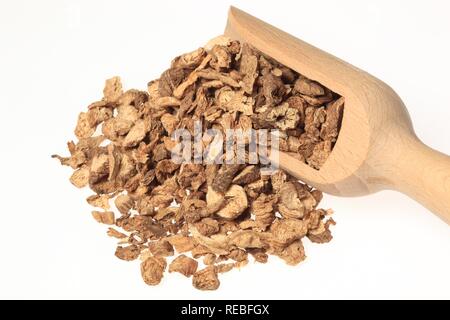 Pianta medicinale Adenophora radix, Nan Sha Shen, radici essiccate Foto Stock