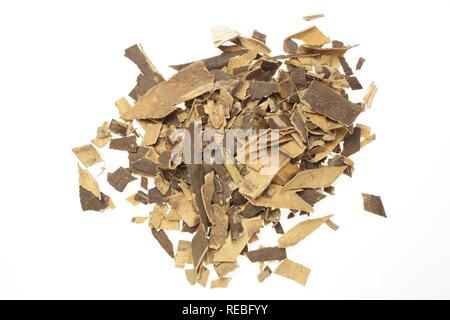 Pianta medicinale cenere comune, corteccia del frassino (Fraxinus excelsior) Foto Stock