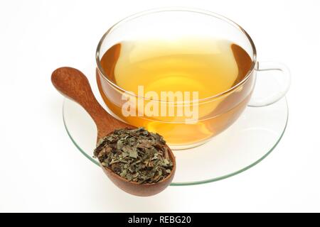 Tè medicinali fatta di selvatico europeo (zenzero Asarum europaeum), tè alle erbe Foto Stock