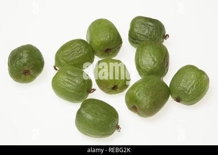 Hardy kiwi, kiwi, Baby Kiwi (Actinidia arguta) Foto Stock