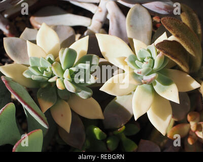 Succulente variegato come risultato dell'ondata di caldo in estate di 2018 Foto Stock