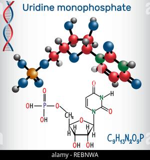 Uridina monofosfato (UMP) Sequenza nucleotidica molecola, monomero in RNA. Formula chimica di struttura e la molecola modello. Illustrazione Vettoriale Illustrazione Vettoriale