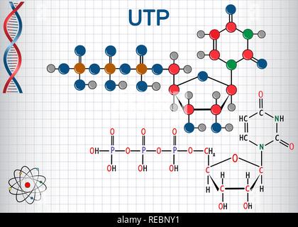 Uridina trifosfato (UTP) Sequenza nucleotidica molecola , è utilizzato per la sintesi di RNA. Formula chimica di struttura e la molecola modello. Foglio di carta in un Illustrazione Vettoriale