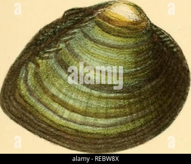 . Indiche Conchologia, essendo le illustrazioni della terra e i serbatoi di acqua dolce di India britannica. [1860-1876]. Molluschi e conchiglie. Piastra CLV.. Io , ^iv /.?'  â .''. Â , .*-^ ,iLX*&LT;.&lt;Â"CO'JoÂ".V-t&LT;^. Si prega di notare che queste immagini vengono estratte dalla pagina sottoposta a scansione di immagini che possono essere state migliorate digitalmente per la leggibilità - Colorazione e aspetto di queste illustrazioni potrebbero non perfettamente assomigliano al lavoro originale. Hanley, Sylvanus Charles Thorp, 1819-1899; Teobaldo, W. (William), 1829-1908. Londra Foto Stock