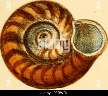 . Indiche Conchologia, essendo le illustrazioni della terra e i serbatoi di acqua dolce di India britannica. [1860-1876]. Molluschi e conchiglie. Piastra CXLII!. ^J'-WI &lt; ^C^. A-O-v^ ('• (^^^^-^-^-t-iaJLiA^ . f'A^S^'-- 1^/^. Si prega di notare che queste immagini vengono estratte dalla pagina sottoposta a scansione di immagini che possono essere state migliorate digitalmente per la leggibilità - Colorazione e aspetto di queste illustrazioni potrebbero non perfettamente assomigliano al lavoro originale. Hanley, Sylvanus Charles Thorp, 1819-1899; Teobaldo, W. (William), 1829-1908. Londra Foto Stock