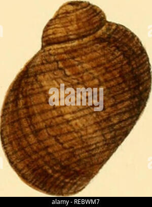 . Indiche Conchologia, essendo le illustrazioni della terra e i serbatoi di acqua dolce di India britannica. [1860-1876]. Molluschi e conchiglie. G. Q. Si prega di notare che queste immagini vengono estratte dalla pagina sottoposta a scansione di immagini che possono essere state migliorate digitalmente per la leggibilità - Colorazione e aspetto di queste illustrazioni potrebbero non perfettamente assomigliano al lavoro originale. Hanley, Sylvanus Charles Thorp, 1819-1899; Teobaldo, W. (William), 1829-1908. Londra Foto Stock