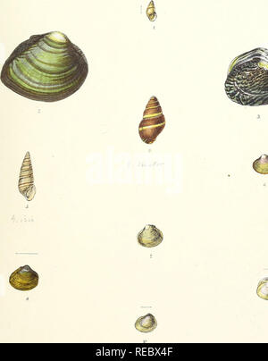 . Indiche Conchologia: illustrazioni della terra e i serbatoi di acqua dolce di India britannica. Molluschi. Piastra CLV. owerby del * Liili Vincent Broo]{?'=.-. Si prega di notare che queste immagini vengono estratte dalla pagina sottoposta a scansione di immagini che possono essere state migliorate digitalmente per la leggibilità - Colorazione e aspetto di queste illustrazioni potrebbero non perfettamente assomigliano al lavoro originale. Hanley, Sylvanus e Teobaldo, William; Hanley, Sylvanus Charles Thorp, 1819-1899, ed; Teobaldo, W. (William), 1829-1908, joint ed. Londra, L. Reeve &AMP; Co. Foto Stock