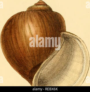 . Indiche Conchologia, essendo le illustrazioni della terra e i serbatoi di acqua dolce di India britannica. [1860-1876]. Molluschi e conchiglie. -6. Si prega di notare che queste immagini vengono estratte dalla pagina sottoposta a scansione di immagini che possono essere state migliorate digitalmente per la leggibilità - Colorazione e aspetto di queste illustrazioni potrebbero non perfettamente assomigliano al lavoro originale. Hanley, Sylvanus Charles Thorp, 1819-1899; Teobaldo, W. (William), 1829-1908. Londra Foto Stock