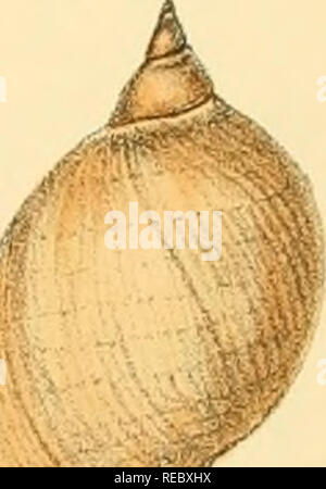 . Indiche Conchologia, essendo le illustrazioni della terra e i serbatoi di acqua dolce di India britannica. [1860-1876]. Molluschi e conchiglie. -Un /':. 'S££ii' '. Si prega di notare che queste immagini vengono estratte dalla pagina sottoposta a scansione di immagini che possono essere state migliorate digitalmente per la leggibilità - Colorazione e aspetto di queste illustrazioni potrebbero non perfettamente assomigliano al lavoro originale. Hanley, Sylvanus Charles Thorp, 1819-1899; Teobaldo, W. (William), 1829-1908. Londra Foto Stock
