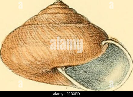 . Indiche Conchologia, essendo le illustrazioni della terra e i serbatoi di acqua dolce di India britannica. [1860-1876]. Molluschi e conchiglie. . Si prega di notare che queste immagini vengono estratte dalla pagina sottoposta a scansione di immagini che possono essere state migliorate digitalmente per la leggibilità - Colorazione e aspetto di queste illustrazioni potrebbero non perfettamente assomigliano al lavoro originale. Hanley, Sylvanus Charles Thorp, 1819-1899; Teobaldo, W. (William), 1829-1908. Londra Foto Stock