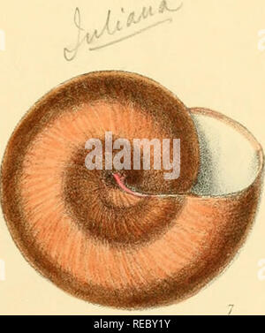 . Indiche Conchologia, essendo le illustrazioni della terra e i serbatoi di acqua dolce di India britannica. [1860-1876]. Molluschi e conchiglie. . Si prega di notare che queste immagini vengono estratte dalla pagina sottoposta a scansione di immagini che possono essere state migliorate digitalmente per la leggibilità - Colorazione e aspetto di queste illustrazioni potrebbero non perfettamente assomigliano al lavoro originale. Hanley, Sylvanus Charles Thorp, 1819-1899; Teobaldo, W. (William), 1829-1908. Londra Foto Stock