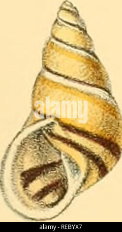 . Indiche Conchologia, essendo le illustrazioni della terra e i serbatoi di acqua dolce di India britannica. [1860-1876]. Molluschi e conchiglie. Piastra XXI c (^^). jJJy7" &gt;' ^- G.B.Sowerijy.deletlith. SR 10. ifih"" Jh^. Si prega di notare che queste immagini vengono estratte dalla pagina sottoposta a scansione di immagini che possono essere state migliorate digitalmente per la leggibilità - Colorazione e aspetto di queste illustrazioni potrebbero non perfettamente assomigliano al lavoro originale. Hanley, Sylvanus Charles Thorp, 1819-1899; Teobaldo, W. (William), 1829-1908. Londra Foto Stock