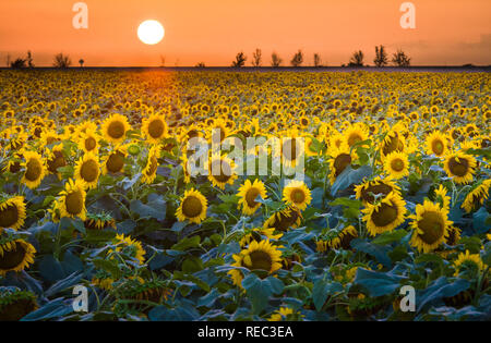 Girasoli nel nord Texas ..... Girasole (Helianthus) è un genere di piante comprendente circa 52 specie nella famiglia Asteraceae, tutti i quali sono Foto Stock