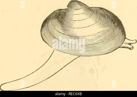 . Conchologia cestrica. Il molluscous gli animali e le loro conchiglie, di Chester County, Pa. molluschi. CONCHOLOGIA CESTRICA. 97 abitano acque ferme e correnti - alcuni pre- ferring l'uno, alcuni altri. Le specie sono ampiamente distribuiti e il loro aspetto in modo molto influenzato da località, come per produrre molte varietà che sono state troppo spesso scambiato per nuove specie, e denominata come tale, provocando molta confusione e un inutile sinonimia. La stessa osservazione si applica a molte altre famiglie di acqua fresca conchiglie, specialmente il Strepomatidse. Le abitudini degli animali di Pisidium e Sphaer Foto Stock