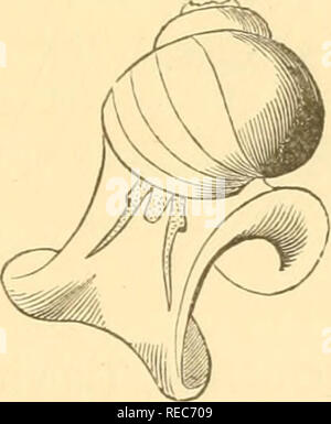 . Conchologia cestrica. Il molluscous gli animali e le loro conchiglie, di Chester County, Pa. molluschi. CONCHOLOGIA CESTRICA. 75 SCHEMA DI GENERI E SPECIE, DELLE FAMIGLIE VIVI- PARIDvE, VALVATID^, AMNICOLID^ E STREPOMATID^. La famiglia. VIVIPARID^. VALVATIDjE. AMNICOLID.(E. STREPOMATIDiE. Generi. J Melantho. (^ Lioplax. Valvata. Amnicola. Bythinella. pomatiopsis. somatogyrus. goniobasis. Anculosa. Specie. decisa. sub-carinata. tricarinata, limosa, decisa, grana. Nickliniana. lapidaria, lustrica. altilis. Virginica, var. multilineata. dissimilis. Sub-genere MELANTHO, Bowditch, 1822. Di animali Foto Stock