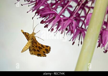 Screziato giallo (Pseudopanthera macularia) in volo il porro ornamentali (Allium), Germania Foto Stock