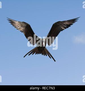 Magnifica Frigatebird (Fregata magnificens), Fernando de Noronha, Brasile, Sud America Foto Stock