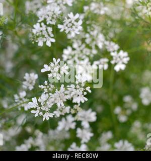 Impianto di coriandolo in fiore (Coriandrum sativum) Foto Stock