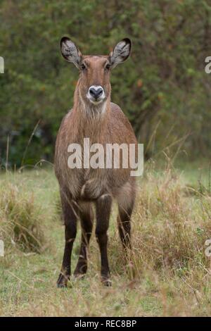 Femmina Defassa Waterbuck (Kobus ellipsiprymnus defassa), il Masai Mara National Park, Kenya, Africa orientale Foto Stock