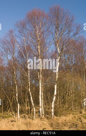 Hautes Fagnes riserva in inverno, Schwarzbusch, Eupen, provincia di Liegi, Belgio Foto Stock