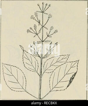 . Il farmaco piante di Illinois. La botanica, Medico; Botanica. 104 ILLINOIS NATURAL HISTORY SURVEY 44 circolare. Si prega di notare che queste immagini vengono estratte dalla pagina sottoposta a scansione di immagini che possono essere state migliorate digitalmente per la leggibilità - Colorazione e aspetto di queste illustrazioni potrebbero non perfettamente assomigliano al lavoro originale. Tehon, L. R. (Leo Roy), 1895-1954. Urbana, Ill. : Storia naturale divisione del sondaggio Foto Stock