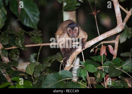 Tufted o cappuccino cappuccino marrone o nero-capped cappuccino (Cebus apella), Alta Floresta, Mato Grosso, Brasile, Sud America Foto Stock