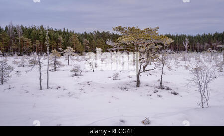 Coperta di neve palude finlandese nel parco nazionale. Foto Stock