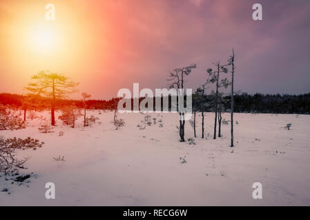 Coperta di neve palude finlandese nel parco nazionale. Foto Stock