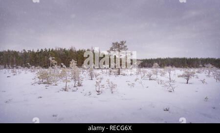 Coperta di neve palude finlandese nel parco nazionale. Foto Stock