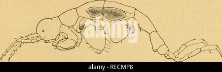 . Compte-rendu des sÃ©ances du sixiÃ¨me CongrÃ¨s international de zoologie, tenu Ã Berna, du 14 au 19 aoÃ"t 1904 ... Zoologia. H. BLANC â CAPEELLIDE DU LEMAN 425 CaprellidÃ Onu© dans le lac LÃ©l'uomo. Par le |trof. H. BLANC (Losanna). Avec 4 figure dans le texte. DÃ©sireux crÃ©lucider certaines domande biologiques parenti planc au- ton du lac LÃ©uomo, je rÃ©colte Celui-ci depuis deux ans, d'une faÃ§su mÃ©- thodique, en pratiquant chaque mois, avec des sipa Ã diffÃ mailles©rentes, deux sÃ©ries de pÃªches, diurnes et nocturnes, horizontales et verticales. Aujourd'hui, je suis en possesso des Foto Stock