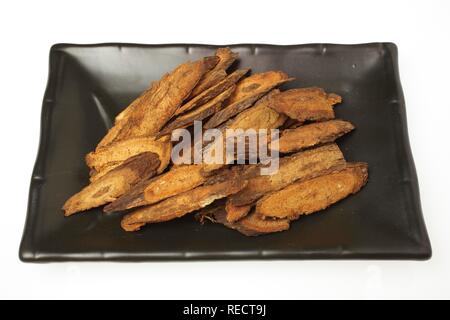 Radici essiccate della pianta medicinale giapponese (Teasel Dipsacus japonicus), radix Dipsaci, Xu Duan Foto Stock