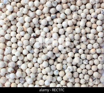 Pepe bianco (Piper nigrum), pelati pepe maturi Foto Stock