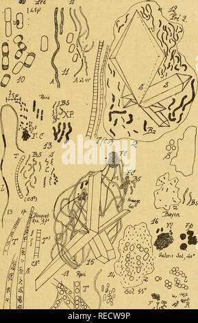 . Comptes rendus hebdomadaires des séances de l'Académie des sciences. Scienza -- società, etc; scienza; scienza. Seduta SPIRITICA DU 7 mars 1921. 6l3 Au classement tlieimique cori-espond assez bien le classement biologique X.se}. '&Lt;?oO éol -5-5 " d'après le mode de symbiose des bactéries réductrices avec les ferrobac téries et les sulfuraires oxydantes.. Si prega di notare che queste immagini vengono estratte dalla pagina sottoposta a scansione di immagini che possono essere state migliorate digitalmente per la leggibilità - Colorazione e aspetto di queste illustrazioni potrebbero non perfettamente assomigliano al lavoro originale. Académie des scienza Foto Stock