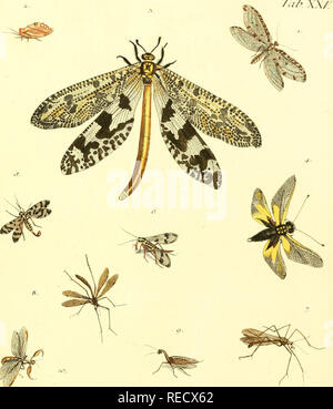 . Il dott. Sulzers Abgekürtze Geschichte der Insecten : nach dem sistema Linaeischen : Erster[-Zweeter] Theil. Insetti; Crostacei; gli insetti. . Si prega di notare che queste immagini vengono estratte dalla pagina sottoposta a scansione di immagini che possono essere state migliorate digitalmente per la leggibilità - Colorazione e aspetto di queste illustrazioni potrebbero non perfettamente assomigliano al lavoro originale. Sulzer, J. H. (Johann Heinrich), 1735-1813; Linné, Carl von, 1707-1778; Römer, J. J. (Johann Jacob), 1763-1819. Generi insectorum Linnaei et Fabricii iconibus illustrata; Schellenberg, Johann Rudolf, 1740-1806, ill. Winterthur : Bey H. Steiner Foto Stock