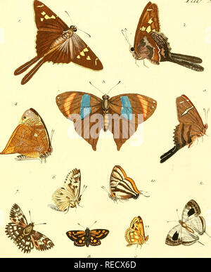 . Il dott. Sulzers Abgekürtze Geschichte der Insecten : nach dem sistema Linaeischen : Erster[-Zweeter] Theil. Insetti; Crostacei; gli insetti. IIJ LF&GT;PIDOP lEKA. T^^^. XIX. Si prega di notare che queste immagini vengono estratte dalla pagina sottoposta a scansione di immagini che possono essere state migliorate digitalmente per la leggibilità - Colorazione e aspetto di queste illustrazioni potrebbero non perfettamente assomigliano al lavoro originale. Sulzer, J. H. (Johann Heinrich), 1735-1813; Linné, Carl von, 1707-1778; Römer, J. J. (Johann Jacob), 1763-1819. Generi insectorum Linnaei et Fabricii iconibus illustrata; Schellenberg, Johann Rudolf, 1740-1806, ho Foto Stock