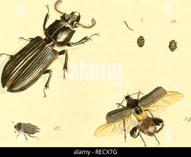 . Il dott. Sulzers AbgekÃ¼rtze Geschichte der Insecten : nach dem sistema Linaeischen : Erster[-Zweeter] Theil. Insetti; Crostacei; gli insetti. ThS/f c . D. ^^ '^'^^^r / /- â ^. ^^ M'.. Si prega di notare che queste immagini vengono estratte dalla pagina sottoposta a scansione di immagini che possono essere state migliorate digitalmente per la leggibilità - Colorazione e aspetto di queste illustrazioni potrebbero non perfettamente assomigliano al lavoro originale. Sulzer, J. H. (Johann Heinrich), 1735-1813; LinnÃ©, Carl von, 1707-1778; RÃ¶mer, J. J. (Johann Jacob), 1763-1819. Generi insectorum Linnaei et Fabricii iconibus illustrata; Schellenberg, Johann Rudolf Foto Stock