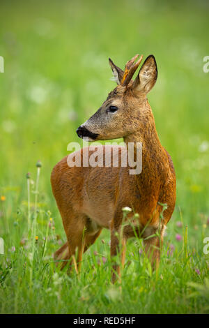 Carino il capriolo Capreolus capreolus, buck in estate. Foto Stock