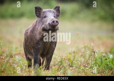 Curioso il cinghiale Sus scrofa, lo sniffing di rischio sulle hayfield in condizioni di luce diurna. Foto Stock