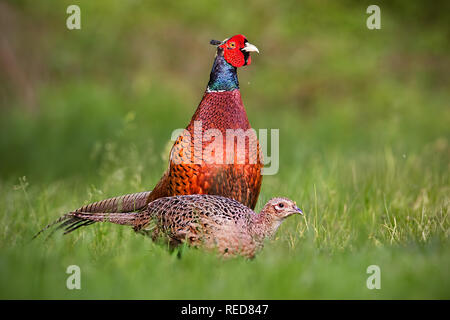 Coppia di fagiani comuni, Phasianus colchicus in primavera. Foto Stock