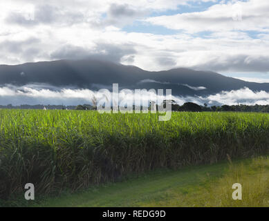 Campo di canna, estremo Nord Queensland, Australia Foto Stock