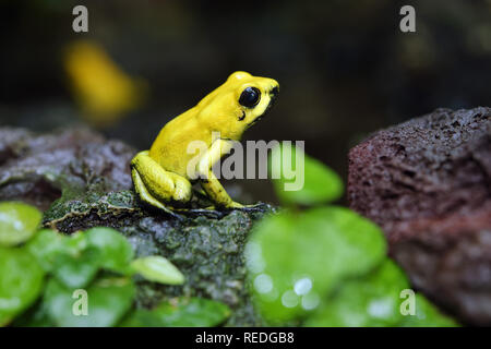 Golden poison dart frog - Phyllobates terribilis Foto Stock